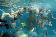 ĴްȺNingaloo ReefǱˮ